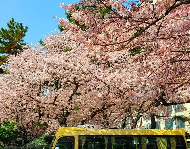 Bus in front of flowering tree in Busan